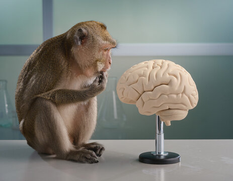 A monkey sits gazing at a human brain model, a primate reflecting on intelligence and cognition. This scene symbolizes **evolution** and **scientific research**, showcasing **curiosity** and the **stu