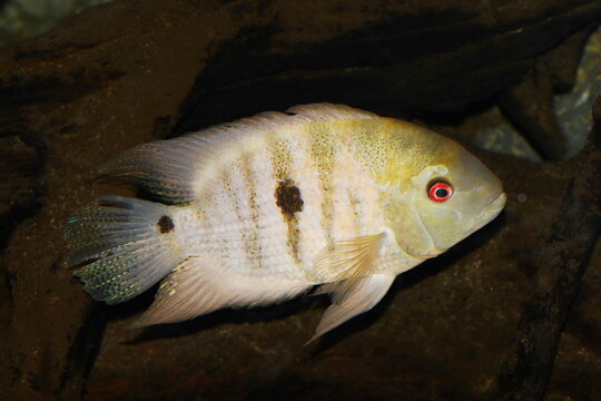 Lateral view of a Bujurqui cichlid (Heroina isonycterina), a species from the western Amazon basin in Colombia, Ecuador and Peru