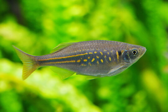 Lateral close-up of an Annandale's giant danio (Devario annandalei)