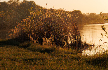 chmara komarów nad jeziorem © Arek mały