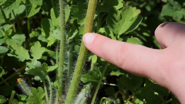 Detailed View of Hairy Stems on Greater Celandine &mdash; Botanical Video of Chelidonium Majus, Plant Identification, and Sensory Study of Wild Medicinal Herbs