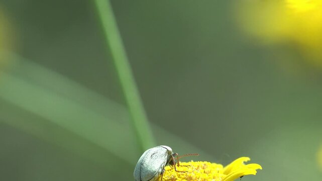 Macro view of a grey weevil and a green bush cricket nymph on yellow wildflowers in a sunny summer meadow, shallow depth of field with soft green bokeh and bright daylight