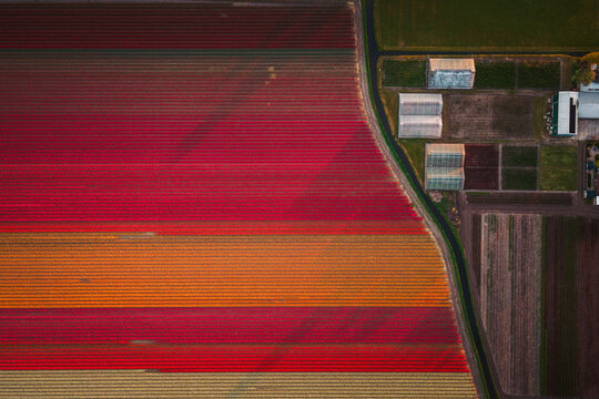 Aerial view of vibrant rows of blooming tulips in shades of red, orange, and yellow next to farm greenhouses De Zilk, Zuid-Holland, Netherlands.