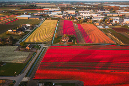 Aerial view of vibrant tulip fields in red and yellow hues near residential houses and farm buildings under warm evening light De Zilk, Zuid-Holland, Netherlands.