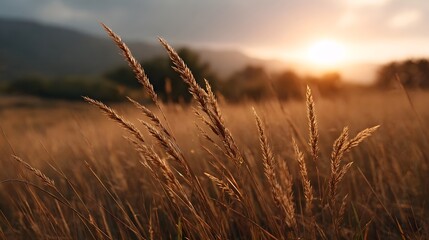 Naklejka premium Golden hour sunlight filtering through tall dry grasses in a peaceful open field at sunset
