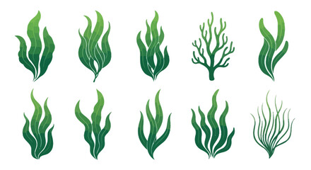 Seaweed ocean plant green aquatic. © ana