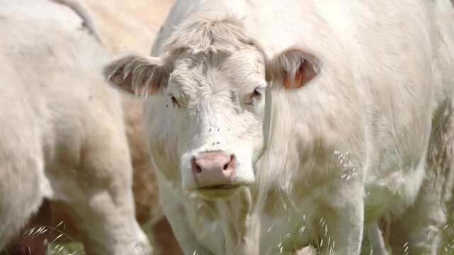 Slow motion cow chewing grass funny licking nose farm animal close up rural scene