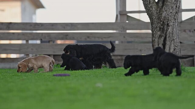 Playful spaniel puppies and their mom having fun, joyful 4K slow motion footage