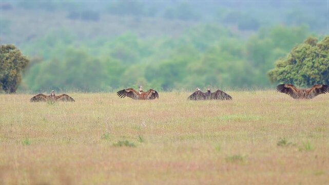 Vultures spreading wings drying after rain wildlife birds nature reserve animal behavior