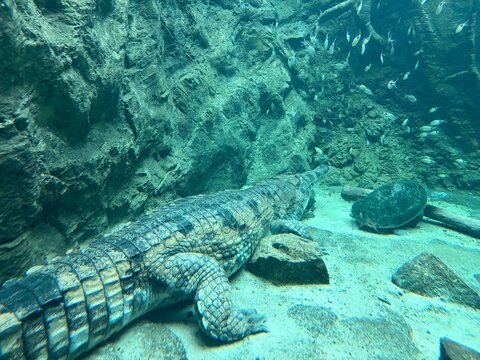 Krokodil in einem Leipziger Zoo