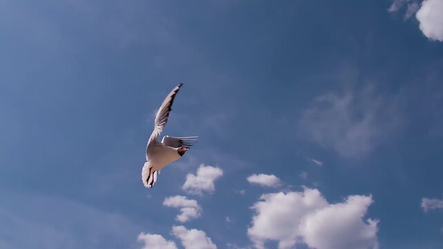 Curious Seagull in the Blue Sky. White seagull gracefully floating on a background of blue sky and white clouds