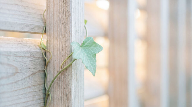 Sustainable timber facade louver with trailing green ivy leaf