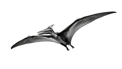 Gray Flying Pterodactyl Dinosaur with Extended Wings and Beak © Cedric