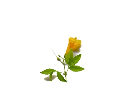 Yellow chacte flower Tecoma stans from Guatemala isolated on white background medicinal plant concept