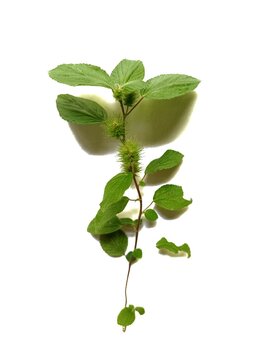 Fresh green gusanillo weed acalypha arvensis sprig isolated on white background