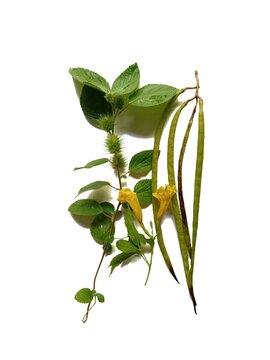 Chacte Tecoma stans with Acalypha arvensis leaves and seed pods isolated on white background medicinal plants from Guatemala