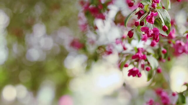 4K slow motion soft focus Malus crab apple blossoms with pink flowers and buds, artistic bokeh background, gentle movement in breeze, dreamy spring nature scene with shallow depth of field.