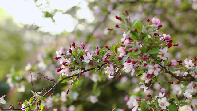 4K slow motion of blooming Malus halliana crabapple tree. Delicate pink flowers and red buds swaying in the spring breeze under bright sunlight. Beautiful natural background for cinematic projects.