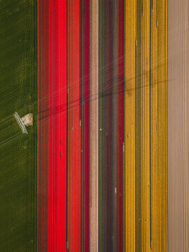 Aerial view of the Flevoland tulip fields with colorful parallel rows of red, yellow, and pink flowers under power lines in Flevoland, Flevoland, Netherlands.