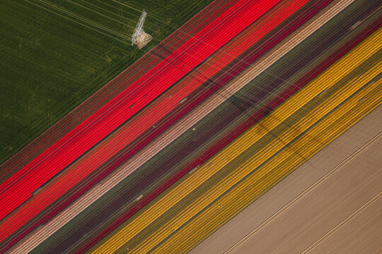Aerial view of the Flevoland tulip fields with colorful diagonal rows of red, yellow, and pink flowers in Flevoland, Netherlands.