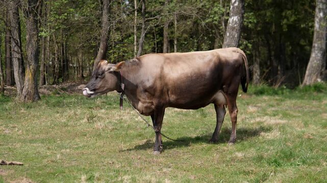 Brown Cow Standing Meadow Edge Forest, Calm Grazing With Slow Head Movement, Collar And Bell Visible, Single Bovine Silhouette Framed By Birch Trees, Spring Sunlight Highlighting Hide