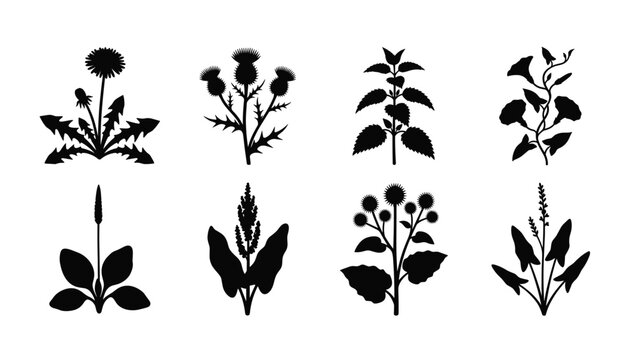 ild Medicinal Herb and Weed Silhouette Set &mdash; Dandelion, Thistle, Plantain, Nettle Black Vector Isolated