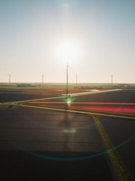 Aerial view of colorful tulip fields and modern wind turbines under a bright sun with lens flare in Flevoland, Flevoland, Netherlands.