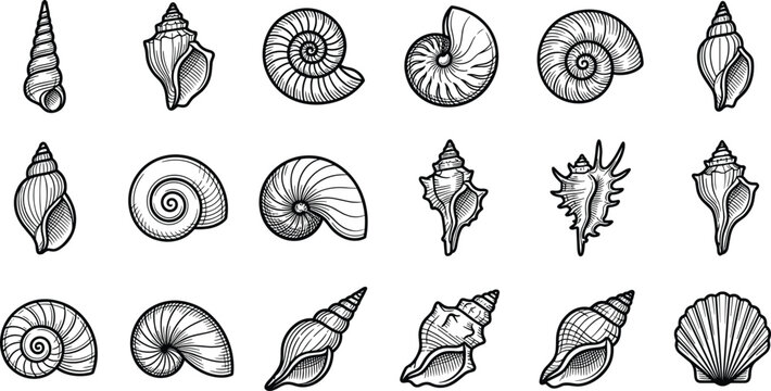 Hand Drawn Seashell Collection with Spiral Nautilus Conch and Scallop Shells Vintage Engraving Style Marine Line Art Vector Illustration Set