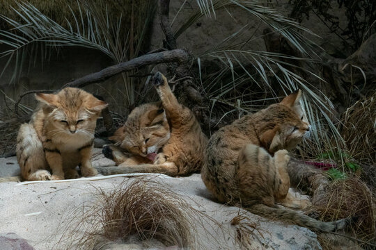 GATTI DELLA SABBIA