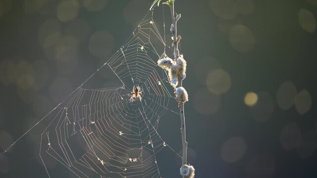 Ants on spider web at sunset, macro nature