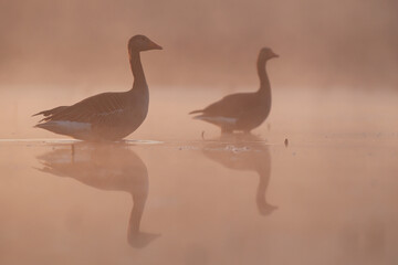 Gęgawa, gęś gęgawa, (Anser anser) greylag goose © Bartosz Rakoczy