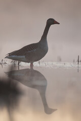 Gęgawa, gęś gęgawa, (Anser anser) greylag goose © Bartosz Rakoczy