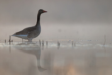 Gęgawa, gęś gęgawa, (Anser anser) greylag goose © Bartosz Rakoczy