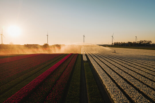 Aerial view of vibrant tulip fields being irrigated by water sprinklers under a warm sunset with wind turbines on the horizon Flevoland, Flevoland, Netherlands.