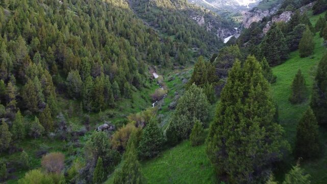 Aerial view of narrow mountain stream flowing through dense juniper forest in deep gorge, pristine nature, Sayram-Su, Kazakhstan. High quality 4k footage