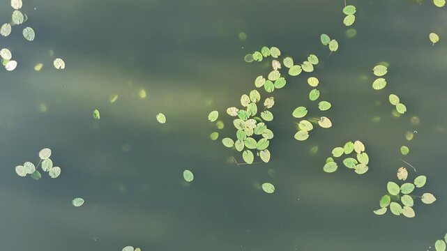 Aerial top-down view of water lilies on a pond