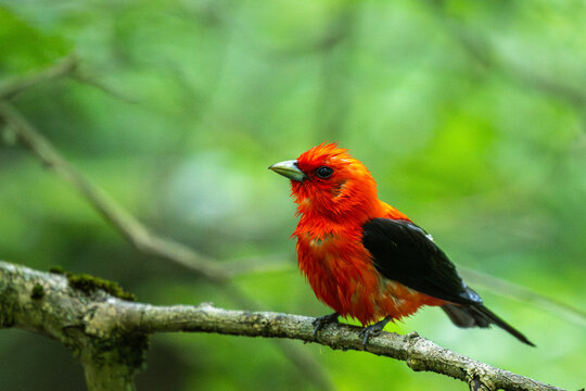A wet male Scarlet Tanager in brilliant red and black plumage perched on a tree branch, contrasting against a lush green forest foliage background