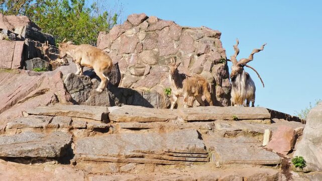 Markhor Capra Falconeri Climbing Rocky Terrain In Naturalistic Enclosure. Wild mountain herd displaying natural agility and climbing behavior in a spacious outdoor habitat resembling alpine terrain.