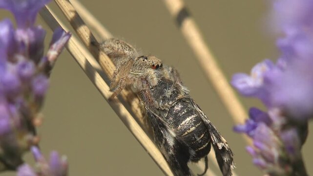 Macro of a jumping spider feeding on a captured bee among lavender. Predator and prey in a raw summer nature scene with selective focus and soft bokeh