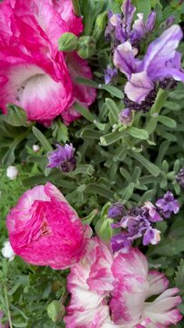 Slow slider shot of red and pink ranunculus flowers in various shapes