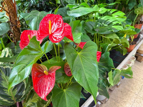 Bright red anthurium flowers with glossy heart-shaped blooms and lush tropical green foliage, vibrant indoor botanical plant background ideal for floral, tropical, and houseplant design concepts.