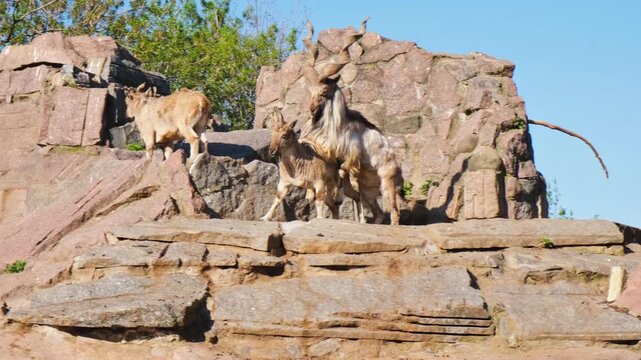 Markhor Capra Falconeri Mating On Rocky Terrain. Pair of markhor goats engaging in natural breeding behavior on a stone ledge. Wild screw-horned goat reproduction and courtship ritual