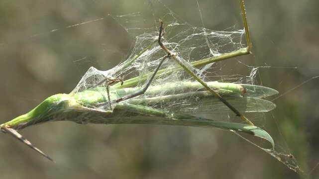 Macro close view shows a green grasshopper tightly wrapped inside a spider web within a dry field environment