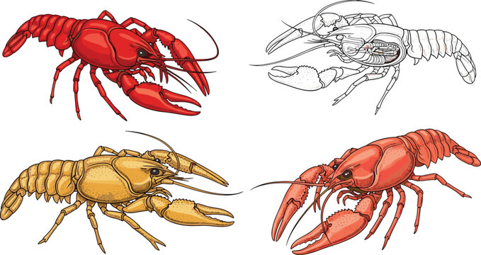 Crayfish vector set. Includes red, yellow, and line art crayfish illustrations. Isolated on white background, perfect for seafood, crustacean, and cartoon illustration designs.