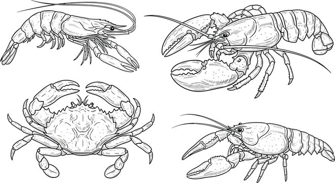 Black and white crustacean vector set. Includes shrimp, lobster, crab, and clawed lobster in line art style. Isolated on white background, perfect for seafood and sketch illustrations.