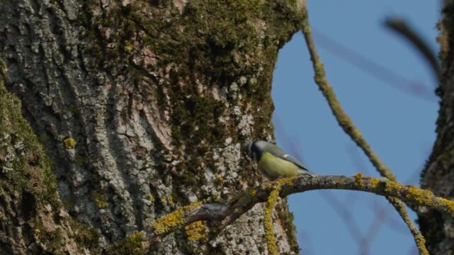 A Eurasian blue tit Cyanistes caeruleus On a spring day, a small songbird hops among tree branches against a backdrop of blue sky. A natural wildlife shot, medium composition.