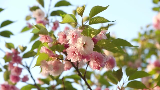 Japanese Sakura blossom on blue sky background - Branches in full bloom with pink flowers blooming in spring garden - Springtime flowering cherry tree nature landscape.