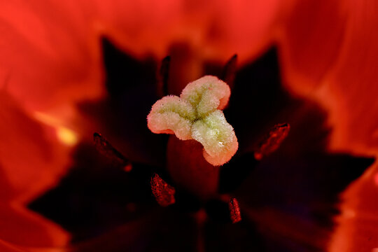 Extreme close-up macro of tulip stigma and black star center