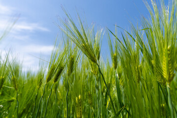 Obraz premium Fresh Green Barley Stalks Reaching for the Blue Sky