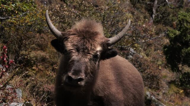 Close-up of young wild yak in Himalayan mountains, Nepal
